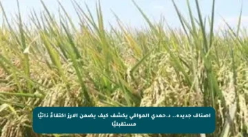 أصناف جديدة.. د.حمدي الموافي يكشف كيف يضمن الأرز اكتفاءً ذاتيًا مستقبليًا